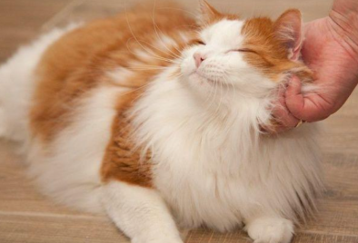 猫总是呜呜叫还发抖怎么回事