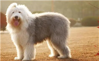 英国古代牧羊犬怎么养?这几个方面要记牢