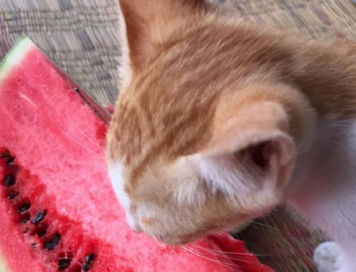 猫咪为什么可以吃西瓜呢