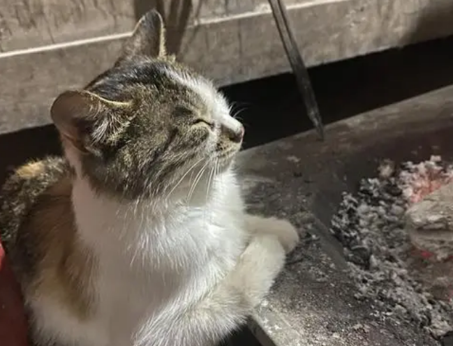 为什么猫咪烤火不怕烫脚呢