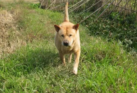 田园犬怎么养？饲主来看一看吧