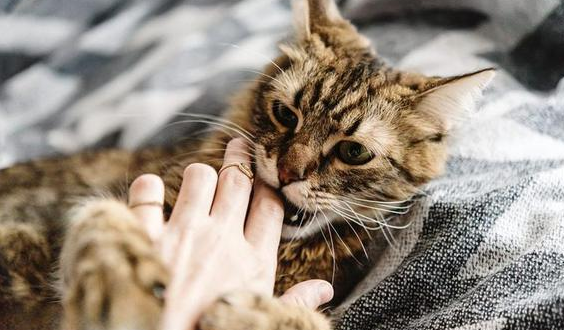 猫咪轻轻咬手脚怎么回事