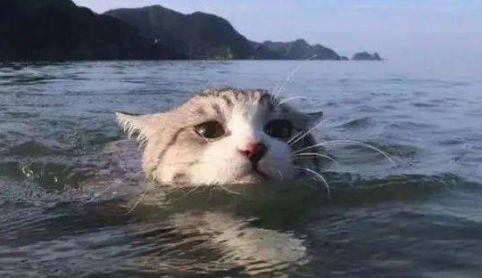猫咪为什么要在水里活动呢