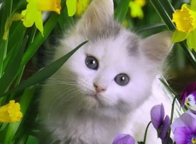 猫咪不能吃的花草 猫咪不能吃的花草