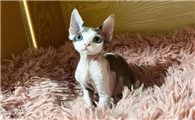 德国长毛猫品种