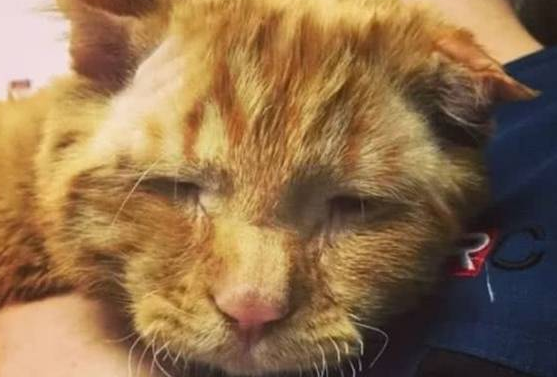 橘猫脊椎遭受骨折痛苦度日,安乐死前被人领养,整个猫生迎来改变 橘猫脊椎遭受骨折痛苦度日,安乐死前被人领养,整个猫生迎来改变
