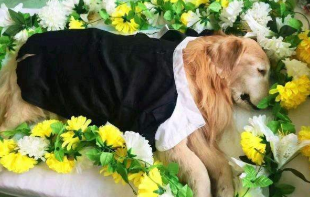 成都宠物殡葬火化价格
