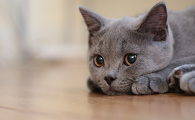 为什么小猫咪总发呆怎么回事