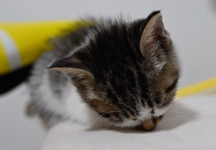 小奶猫从高处摔下来怎么办？来这里看看吧