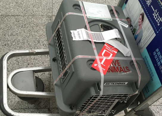 宠物怎么寄到别的城市空运呢