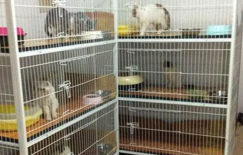 为什么寄养猫咪不能走动的原因 为什么寄养猫咪不能走动的原因