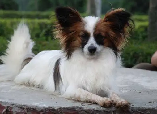 蝴蝶犬怎么剪毛才能变得“美丽动人”？