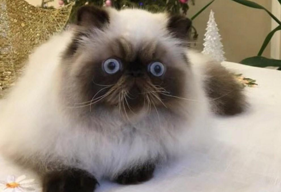 喜马拉雅猫预产期怎么推算？铲屎官来了解下吧