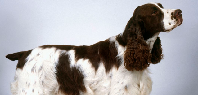 一秃毁所有？史宾格犬皮肤病怎么治疗？