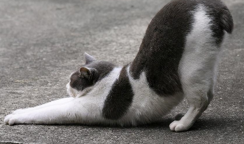 猫咪走路为什么弓背走路不稳