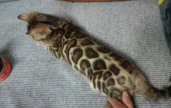 豹猫乱尿怎么训练得好？原来很简单