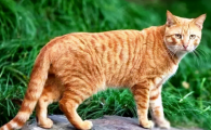 中华田园猫21种花色