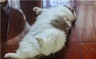 猫咪喜欢躺的原因