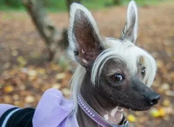 一文告诉你，冠毛犬真菌性皮肤病用什么药？