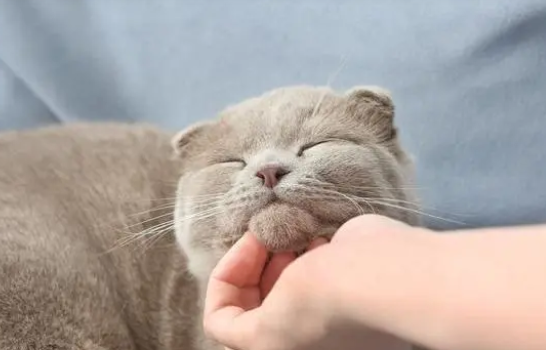 猫性格会像主人吗