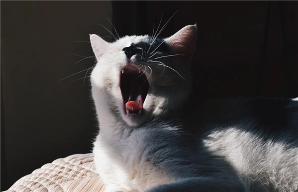 猫咪为什么身上凉乎乎的