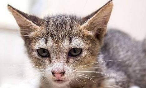 猫猫楼下蹲守主人不离开，只因主人怀孕遭弃养