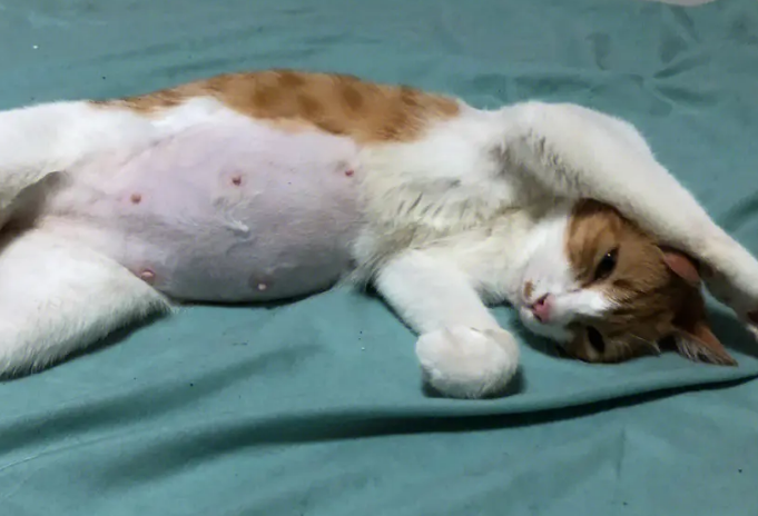 宠物猫肚子大怎么回事啊