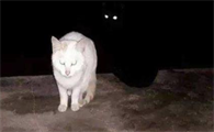 半夜猫叫是不是有鬼