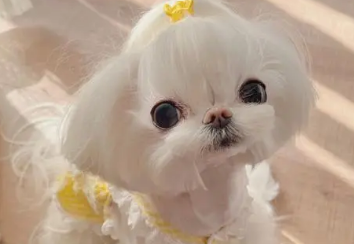 马尔济斯犬造型怎么剪？饲主来看看吧