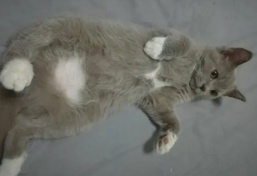 小猫能摸到脊骨但是肚子很大