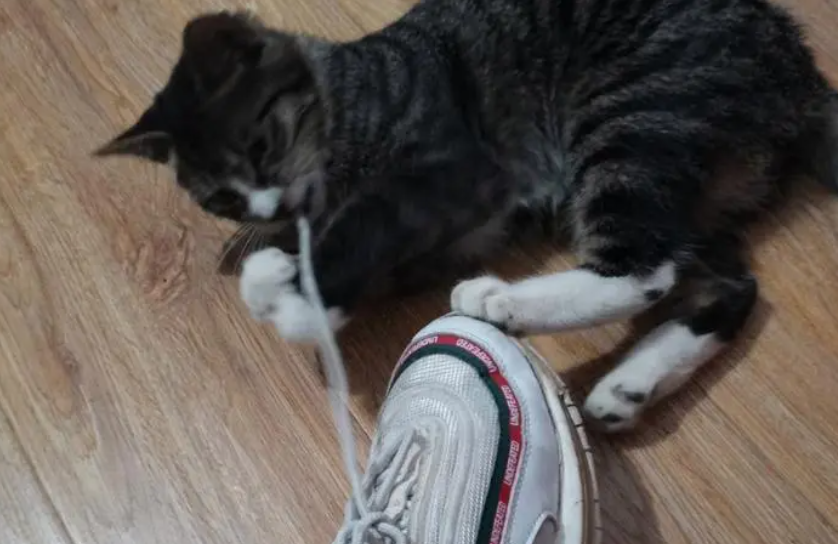 猫咪为什么喜欢咬我的鞋带子