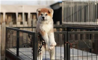 秋田犬不亲近人怎么办?方法有这些