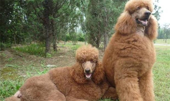巨型贵宾犬多少钱？本文告诉你