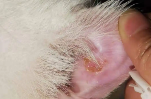 猫咪为什么耳朵发黄了怎么回事