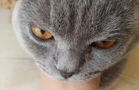 猫咪眼睛为什么左右转不动了