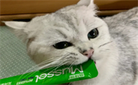 小猫为什么喜欢吃猫条