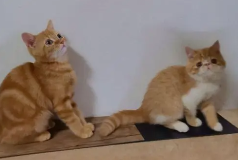 虎斑纹橘猫稀有吗 虎斑纹橘猫稀有吗