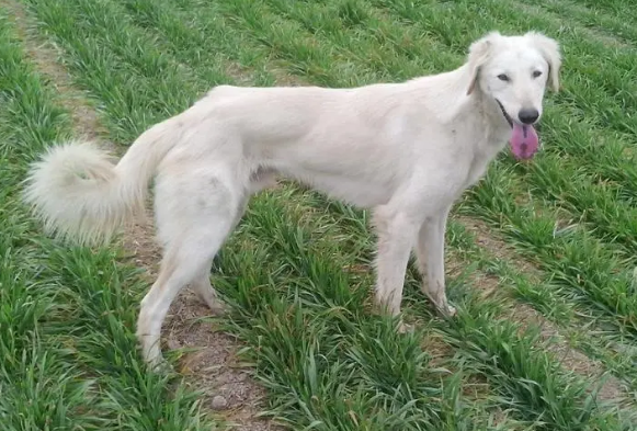中国细犬注射疫苗不良反应解决方法?如下! 中国细犬注射疫苗不良反应解决方法?如下!