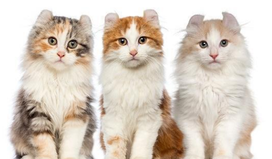 家里三只猫和四只猫的差别 家里三只猫和四只猫的差别