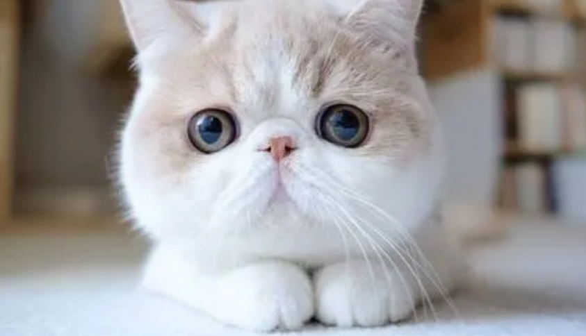 收养猫咪的原因是什么 收养猫咪的原因是什么