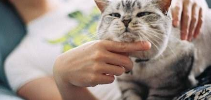 心理学分析喜欢猫的男人
