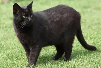 哈瓦那棕猫上厕所怎么训练？看这里~