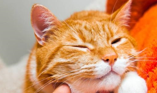 猫咪洗脸为什么不臭了怎么回事