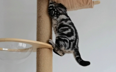 猫咪为什么喜欢往高处爬