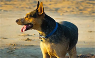 德国牧羊犬不能吃什么水果?来这里看看吧