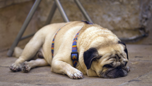 巴哥犬是哪个国家的?宠主可以了解一下! 巴哥犬是哪个国家的?宠主可以了解一下!