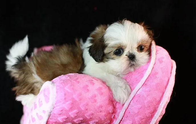 西施犬吃什么?竟然是这些 西施犬吃什么?竟然是这些