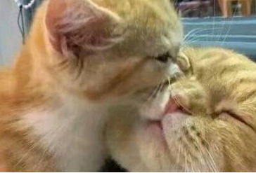 猫咪爸爸有一只超爱撒娇的女儿,但却一脸无奈,当爹就这么累吗 猫咪爸爸有一只超爱撒娇的女儿,但却一脸无奈,当爹就这么累吗