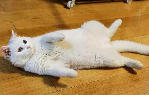 猫咪摔倒后为什么站不起来了怎么回事