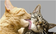 猫咪为什么会舔其他猫咪